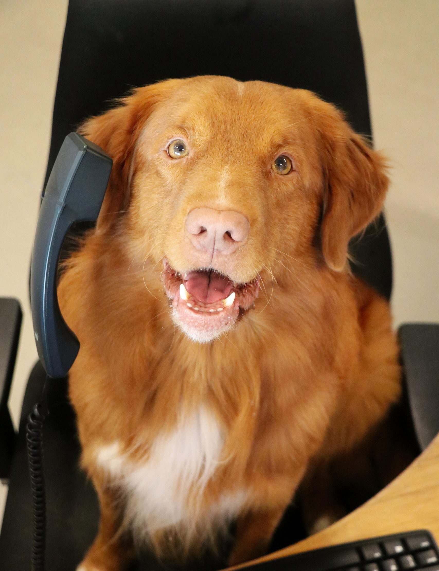 Dierenarts in Leiden _ hond met telefoon