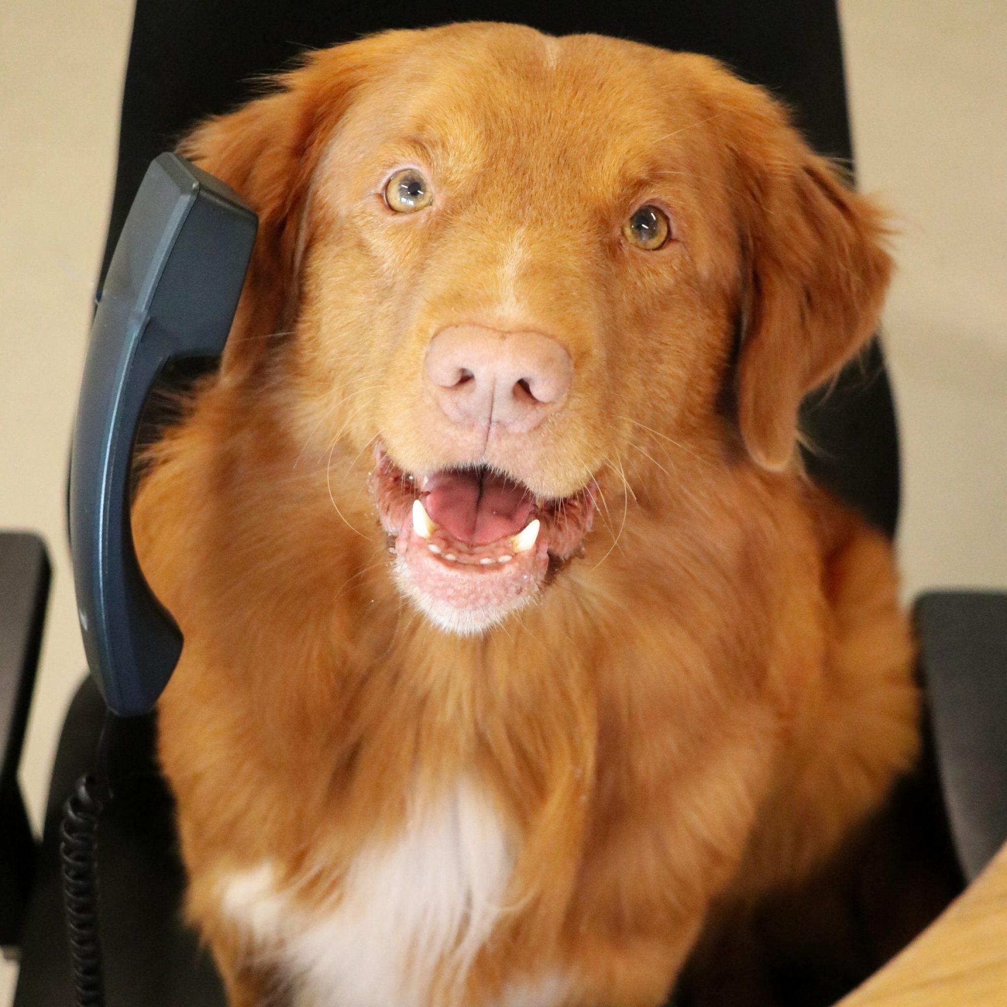 Dierenarts in Leiden _ hond met telefoon